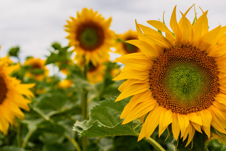 Sunflowers in a field with the sky, Helianthus annuusの写真素材