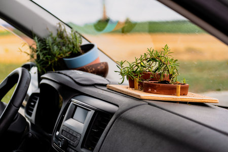 Potted plant in a car interior, unique lifestyle, homemade decoration