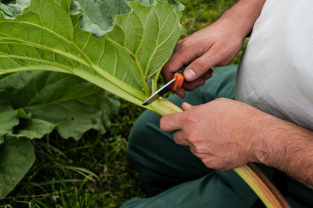Man harvesting rhubarb in a garden to make pies and compote, rheum rhabarbarumの写真素材