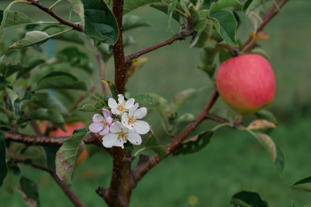 Climate change, apple tree in bloom in September with ripe fruits ready to be harvested