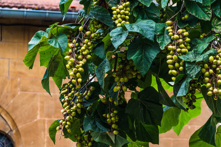 Paulownia tomentosa and its fruits in late summer, also called empress tree or foxglove tree,...