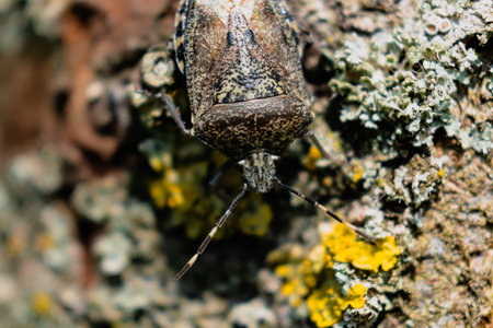 Mottled shieldbug on a tree, stink bug, rhaphigaster nebulosa