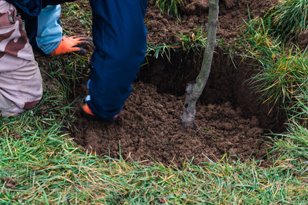 Person who dug a hole to transplant a tree in a gardenの写真素材