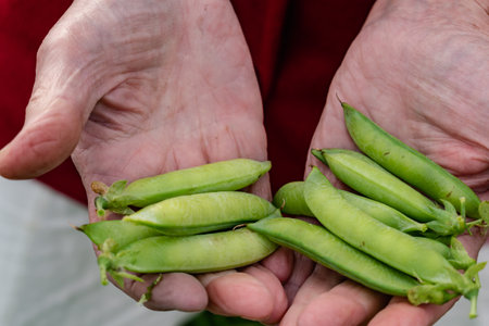Peas in a garden home grown, spring, summer and autumn harvestの写真素材