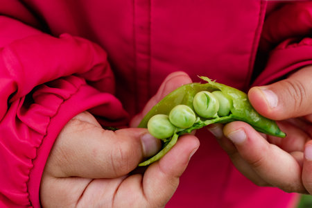 Peas in a garden home grown, spring, summer and autumn harvestの写真素材