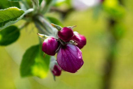 Apple blossom in spring, penaltyの写真素材