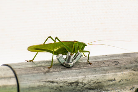 Big grasshopper in a garden tent, katydid, tettigoniidaeの写真素材