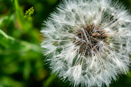 Dandelion flower with achenes, mindfulness and meditation concept, taraxacumの写真素材
