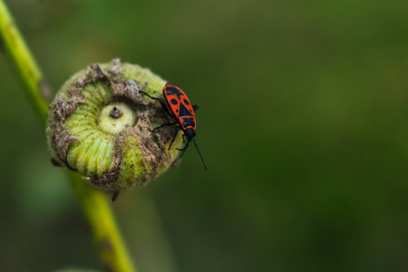 The firebug is a red insect with black spots, in gardens, they help eliminate garden pests, are...