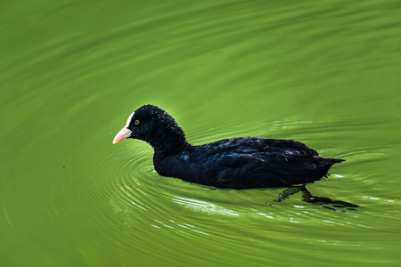 Coot, small black wading bird with white beak on a lake, fulica atraの写真素材