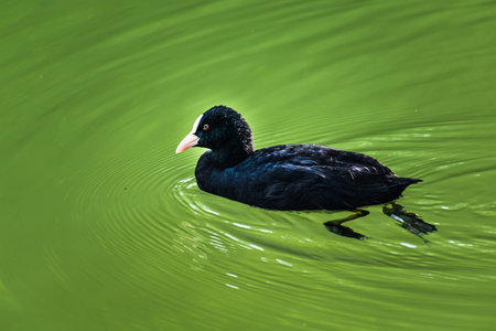 Coot, small black wading bird with white beak on a lake, fulica atraの写真素材