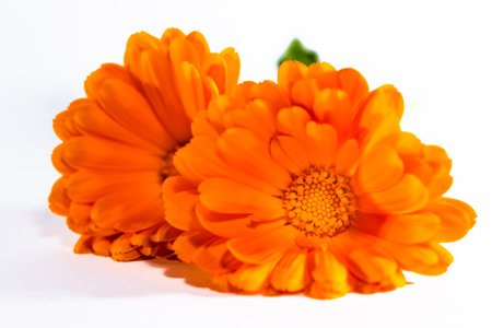 Calendula officinalis flowers on white background, asteraceae, calenduleaeの写真素材