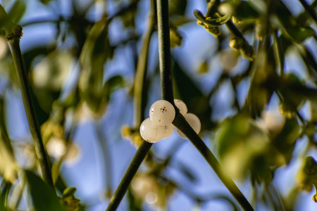 Branch of mistletoe with white berries, viscum albumの写真素材
