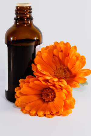 Calendula officinalis flowers and oil bottle on white background, asteraceae, calenduleaeの写真素材