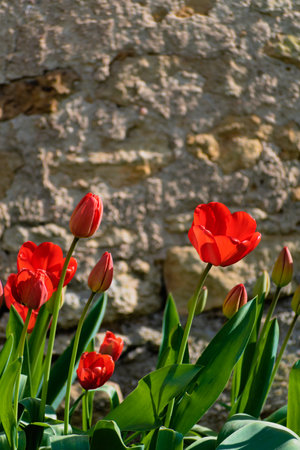 Red tulips in the ground in a garden at springtimeの写真素材