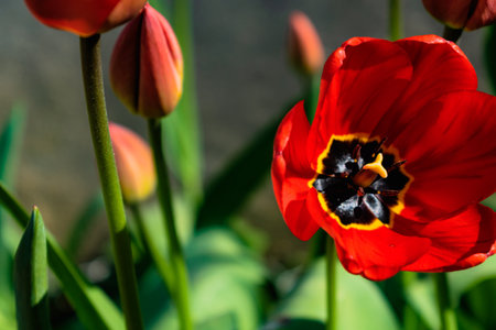 Red tulips in the ground in a garden at springtime