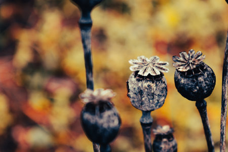 Dried poppy heads outdoors in the ground at wintertime with a warm backgroundの写真素材