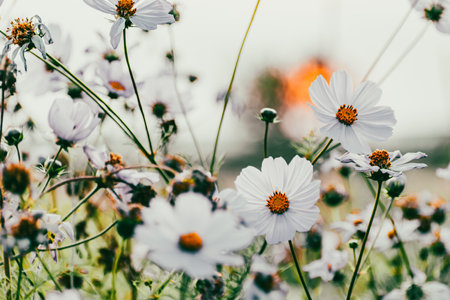 Cosmos flowers in a pretty meadow, cosmos bipinnatus or Mexican aster, daisy family asteraceaeの写真素材