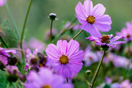 Cosmos flowers in a pretty meadow, cosmos bipinnatus or Mexican aster, daisy family asteraceaeの写真素材