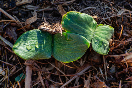 Young pumpkin plant in an ecological garden, mulching and permaculture, squash, healthy food