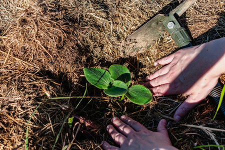 Young pumpkin plant in an ecological garden, mulching and permaculture, squash, healthy food