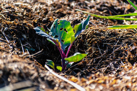 Young cabbage plant in an ecological garden, mulching and permaculture, healthy food