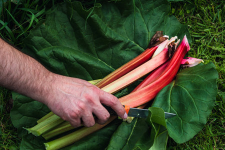 Rhubarb harvesting in a garden to make pies and compote, rheum rhabarbarumの写真素材