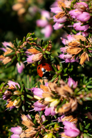 Ladybird on pink heather sprigs in winter, ericaceae, calluna vulgarisの写真素材