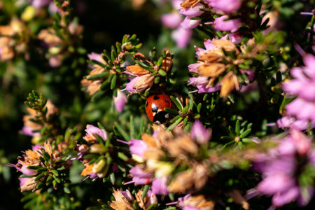 Ladybird on pink heather sprigs in winter, ericaceae, calluna vulgarisの写真素材