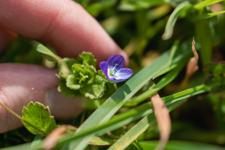 Veronica persica or bird's eye speedwell flower at springtime are small bright blue flower
