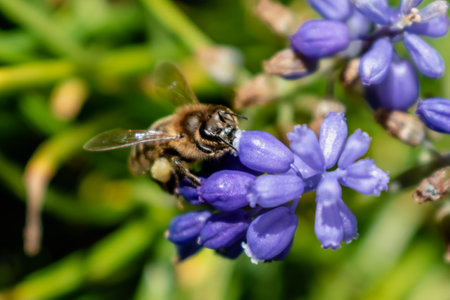 Bee pollen collecting on a grape hyacinth in a garden at springtime, muscari armeniacumの写真素材
