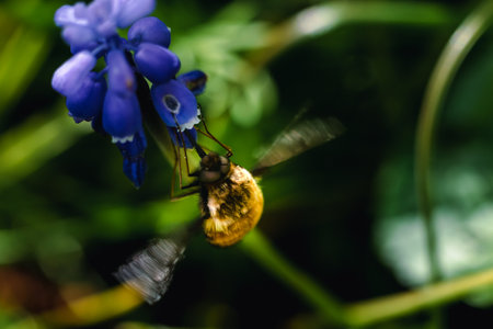 Bombyle on a grape hyacinth, a small hairy insect with a proboscis to draw nectar from the flowers, bombyliusの写真素材