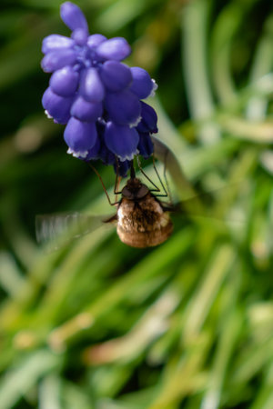 Bombyle on a grape hyacinth, a small hairy insect with a proboscis to draw nectar from the flowers, bombyliusの写真素材