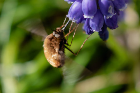 Bombyle on a grape hyacinth, a small hairy insect with a proboscis to draw nectar from the flowers,...