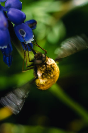 Bombyle on a grape hyacinth, a small hairy insect with a proboscis to draw nectar from the flowers, bombyliusの写真素材