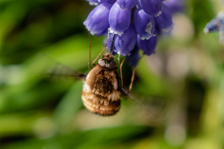Bombyle on a grape hyacinth, a small hairy insect with a proboscis to draw nectar from the flowers, bombyliusの写真素材