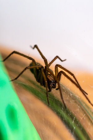 Indoor tegenarian spider, in a glass jar and a coral structure in a house, tegenaria, arachnida