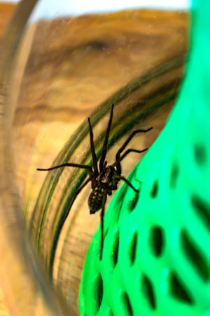 Indoor tegenarian spider, in a glass jar and a coral structure in a house, tegenaria, arachnida
