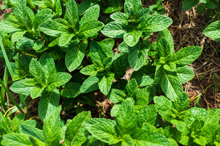 Mint in a garden, wonderful aromatic plant for the kitchen, mentha spicata