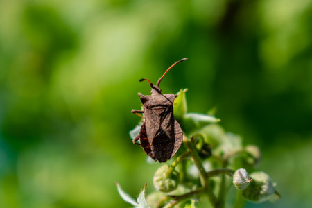 Dock leaf bug, heteroopteran insect, bug of the coreidae family, coreus marginatus