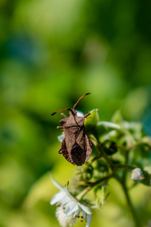 Dock leaf bug, heteroopteran insect, bug of the coreidae family, coreus marginatus