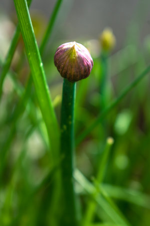 Chives in flower and with buds, allium schoenoprasum