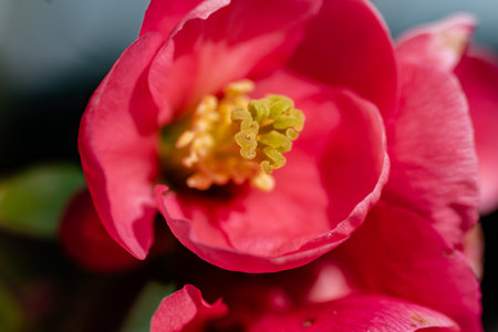 Pink japanese quince flower head, chaenomeles japonica, malus floribunda