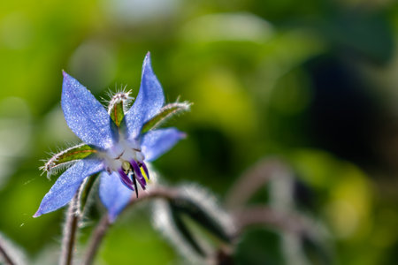 Borage flower for cooking, salad, soup, herbal infusion, borago officinalisの写真素材