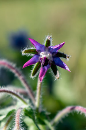 Borage flower for cooking, salad, soup, herbal infusion, borago officinalisの写真素材