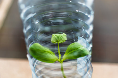 Seedling in a plastic bottle, reuse of materials, light, heat, reduction of disease, good developmentの写真素材