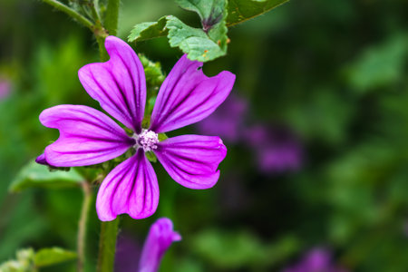 Mallow flower at the side of a road, malva sylvestrisの写真素材