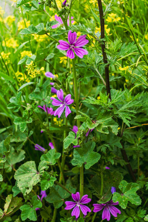 Mallow flower at the side of a road, malva sylvestrisの写真素材