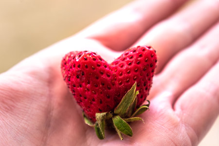 Funny heart shaped strawberry, fragaria, fragumの写真素材