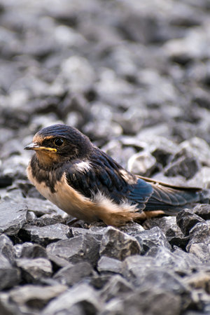 Little swallow resting on black pebbles, hirundoの写真素材